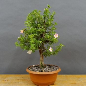 Potentilla, Fingerstrauch, Rohling