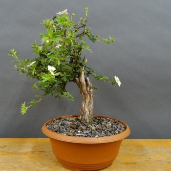 Potentilla, Fingerstrauch, Bonsai