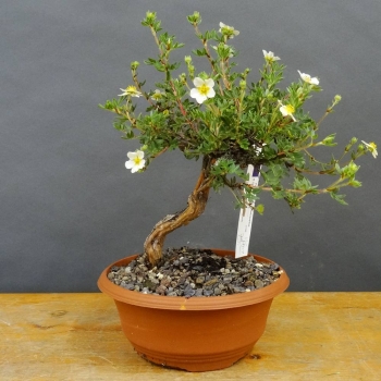 Potentilla, Fingerstrauch, Bonsai
