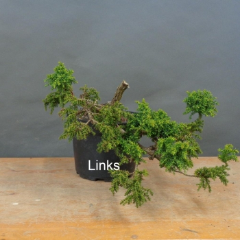 Preview: Pre-Bonsai,  Cryptomeria links