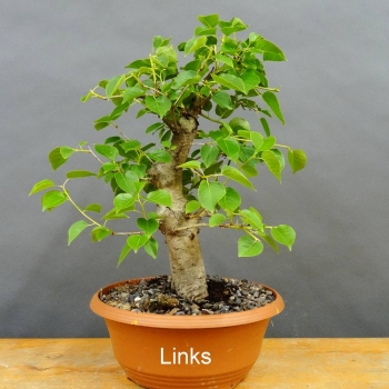 Prunus mahaleb, Steinweichsel, Bonsai