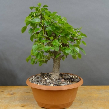 Prunus mahaleb, Steinweichsel, Bonsai
