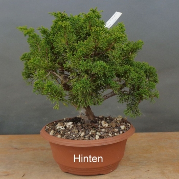 Preview: Bonsai Juniperus chinensis Itoigawa