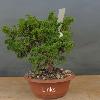 Preview: Bonsai Juniperus chinensis Itoigawa