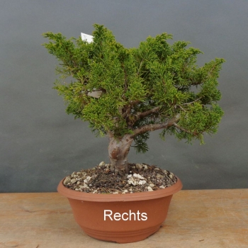 Preview: Bonsai Juniperus chinensis Itoigawa