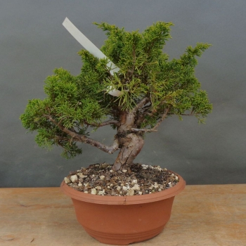 Bonsai Juniperus chinensis Itoigawa