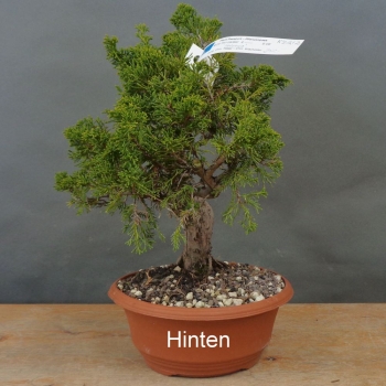 Preview: Bonsai Juniperus chinensis Itoigawa