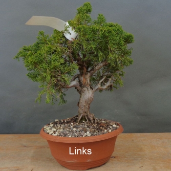 Preview: Bonsai Juniperus chinensis Itoigawa