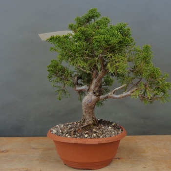 Bonsai Juniperus chinensis Itoigawa