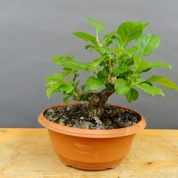 Pre-Bonsai, Celastrus, Baumwürger