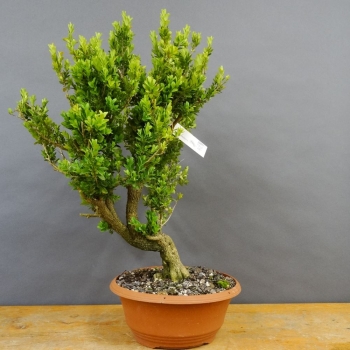 Pre-Bonsai, Buxus sempervirens, Buchsbaum