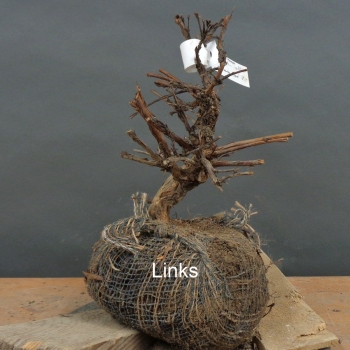 Preview: Potentilla, Fingerstrauch, Bonsai