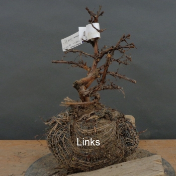 Preview: Potentilla, Fingerstrauch, Bonsai