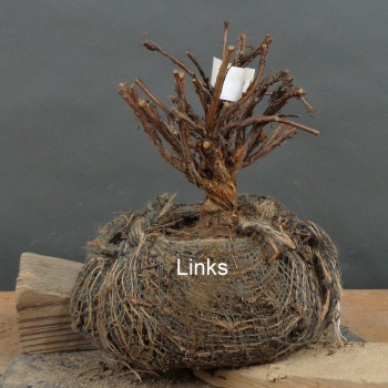 Preview: Potentilla, Fingerstrauch, Bonsai