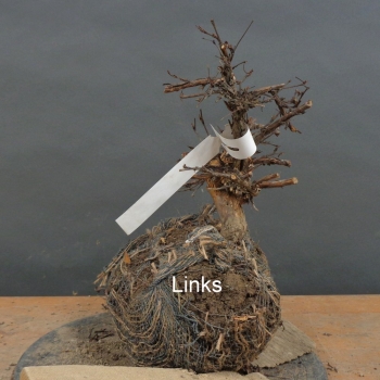 Preview: Potentilla, Fingerstrauch, Bonsai