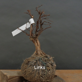 Preview: Potentilla, Fingerstrauch, Rohling