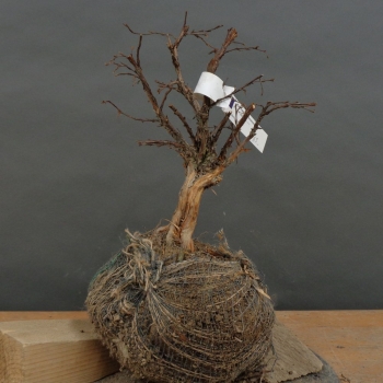 Rosa Fingerstrauch - Potentilla 'Pink Lady' B1