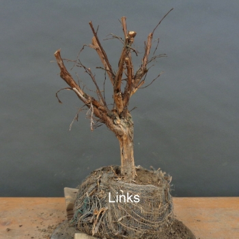 Preview: Potentilla, Fingerstrauch, Rohling