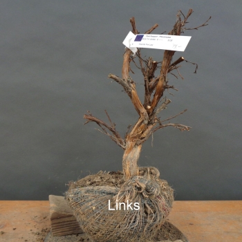 Preview: Potentilla, Fingerstrauch, Rohling