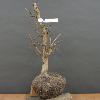 Baumhasel - Corylus colurna B2