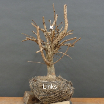 Preview: Corylus Hasel Bonsai