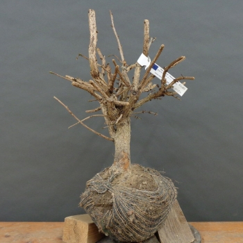 Baumhasel - Corylus colurna B3