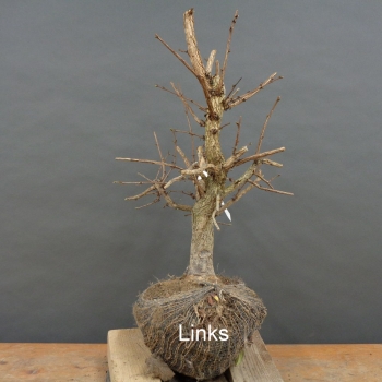Preview: Corylus Hasel Bonsai