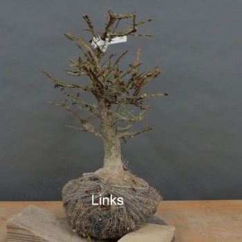 Preview: Pre-Bonsai, Korkspindelstrauch