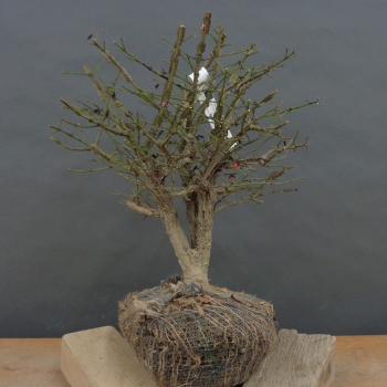 Korkspindelstrauch - Euonymus alatus B2