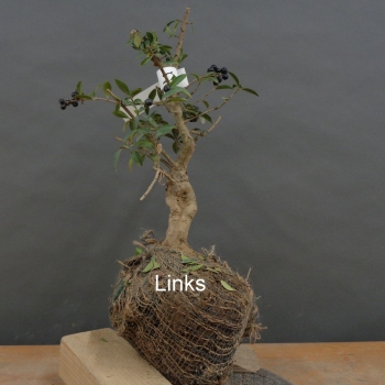 Preview: Liguster, Ligustrum vulgare