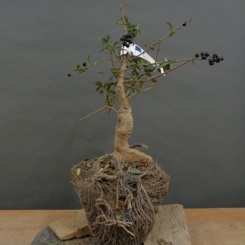 Liguster - Ligustrum vulgare B2