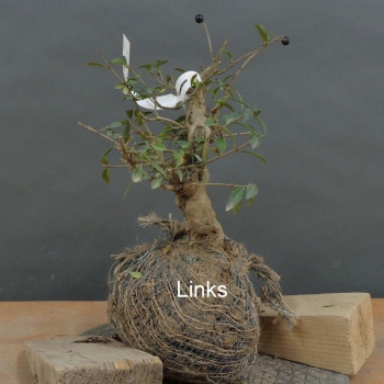 Preview: Liguster, Ligustrum vulgare