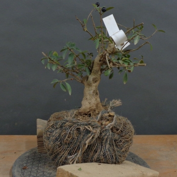 Liguster - Ligustrum vulgare B3