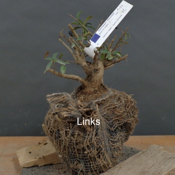 Preview: Liguster, Ligustrum vulgare