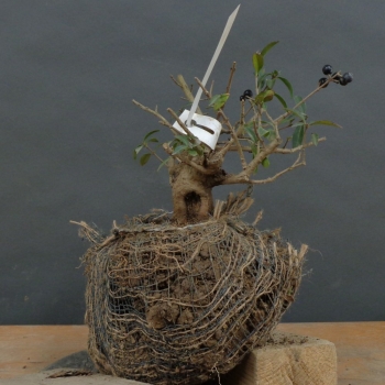 Liguster - Ligustrum vulgare B4