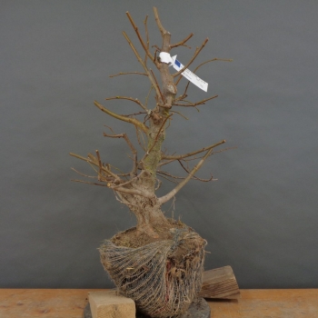 Tilia, cordata, Linde, Winterlinde, Bonsai