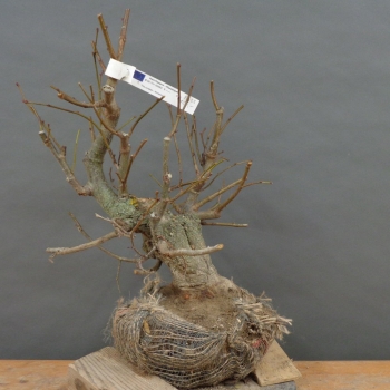 Tilia, cordata, Linde, Winterlinde, Bonsai