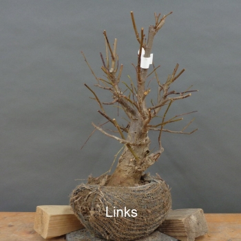 Tilia, cordata, Linde, Winterlinde, Bonsai