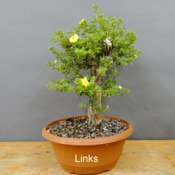 Potentilla, Fingerstrauch, Bonsai