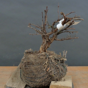 Weißer Fingerstrauch 'Snowflake' B1