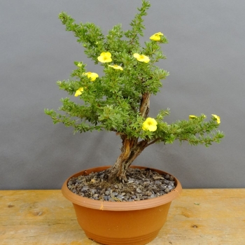 Potentilla, Fingerstrauch, Bonsai