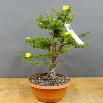 Potentilla, Fingerstrauch, Bonsai
