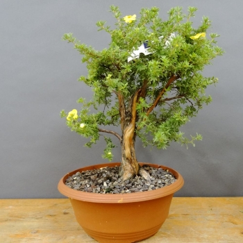 Potentilla, Fingerstrauch, Bonsai