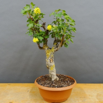 Johannisbeere, Ribes aureum
