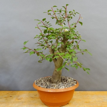 Prunus spinosa, Schlehdorn