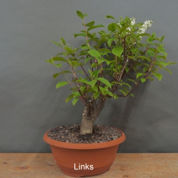 Preview: Prunus padus, Traubenkirsche, Bonsai