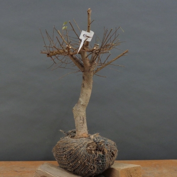 Pre-Bonsai, Feldulme Ulmus minor