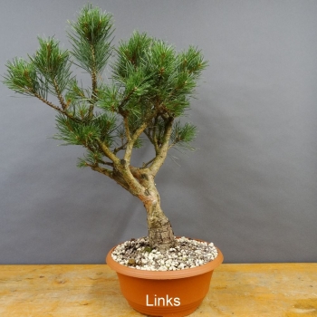 Pinus sylvestris Silberkiefer