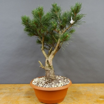 Pinus sylvestris Silberkiefer