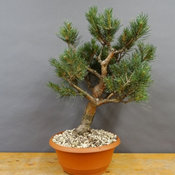 Pinus sylvestris Silberkiefer